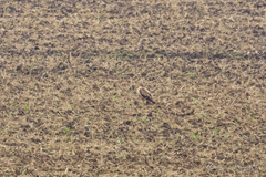 Buteo rufinus
