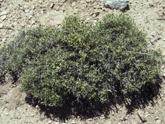 Rhinotropis intermontana