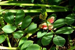 Indigofera oxalidea image