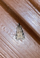 Eudonia lacustrata