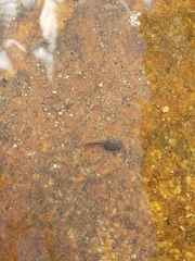 Hyla arenicolor