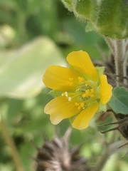 Abutilon theophrasti