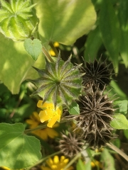 Abutilon theophrasti