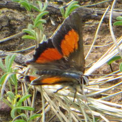 Capys alphaeus alphaeus