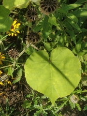 Abutilon theophrasti
