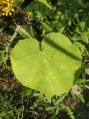 Abutilon theophrasti
