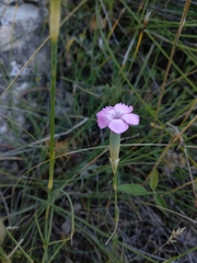 Dianthus caryophyllus
