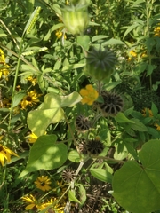 Abutilon theophrasti