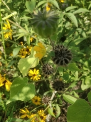 Abutilon theophrasti