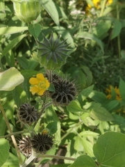 Abutilon theophrasti