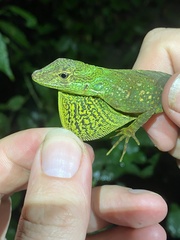 Anolis aequatorialis