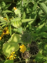 Abutilon theophrasti