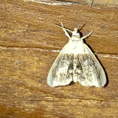 Lipocosmodes fuliginosalis