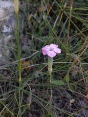 Dianthus caryophyllus