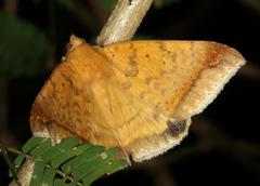 Achaea albitermia