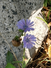Cichorium intybus