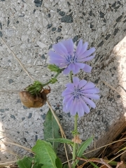 Cichorium intybus