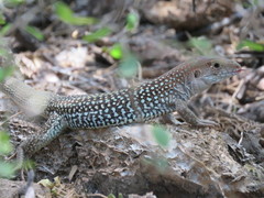 Aspidoscelis stictogrammus