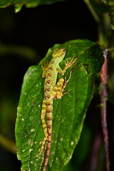 Anolis aequatorialis