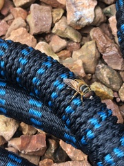 Palpada vinetorum