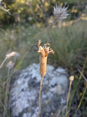 Dianthus caryophyllus