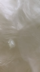 Chrysaora chesapeakei