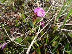 Kalmia polifolia