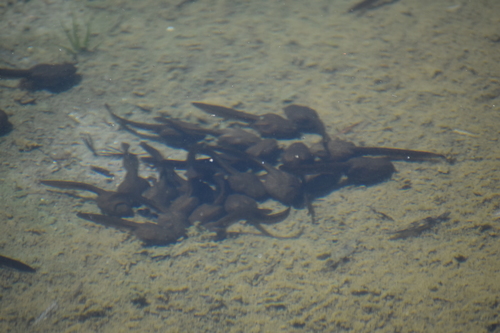 iNaturalist observation photo of Sierra Nevada Yellow-legged Frog