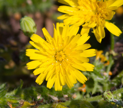 Image of Malacothrix foliosa by (c) Adam J. Searcy, some rights reserved (CC BY)