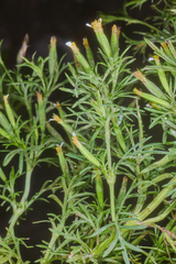 Tagetes filifolia