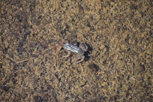 iNaturalist observation photo of Sierra Nevada Yellow-legged Frog