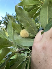 Neuroterus laurifoliae
