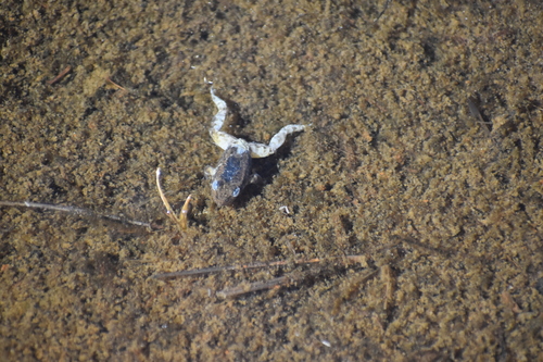 iNaturalist observation photo of Sierra Nevada Yellow-legged Frog