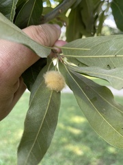 Neuroterus laurifoliae
