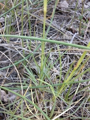 Dianthus caryophyllus