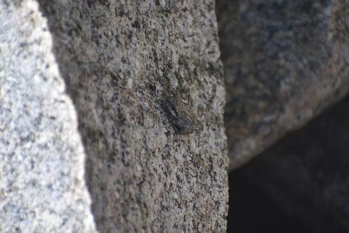 iNaturalist observation photo of Pacific chorus frog