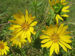 Silphium radula