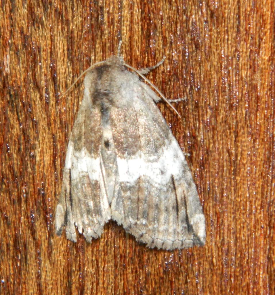 Aethiopsestis