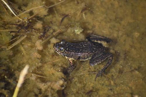 iNaturalist observation photo of Sierra Nevada Yellow-legged Frog