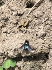 Sarconesiopsis magellanica