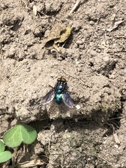 Sarconesiopsis magellanica