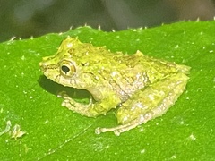 Pristimantis crucifer
