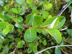 Salix fuscescens