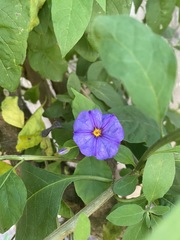 Angiospermae