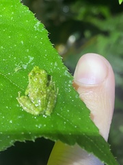 Pristimantis crucifer