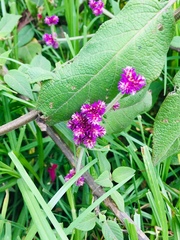 Alternanthera porrigens