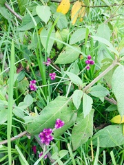 Alternanthera porrigens