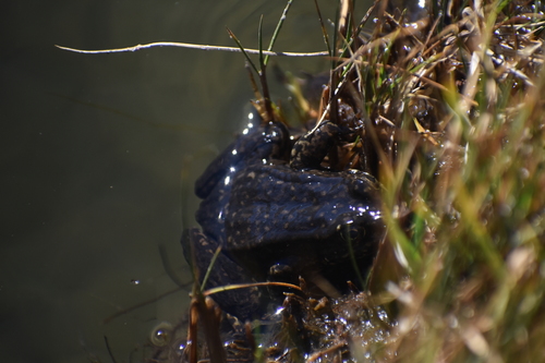 iNaturalist observation photo of Sierra Nevada Yellow-legged Frog