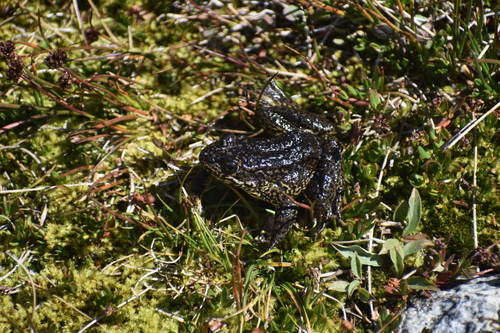 iNaturalist observation photo of Sierra Nevada Yellow-legged Frog