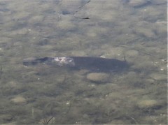 Ameiurus nebulosus